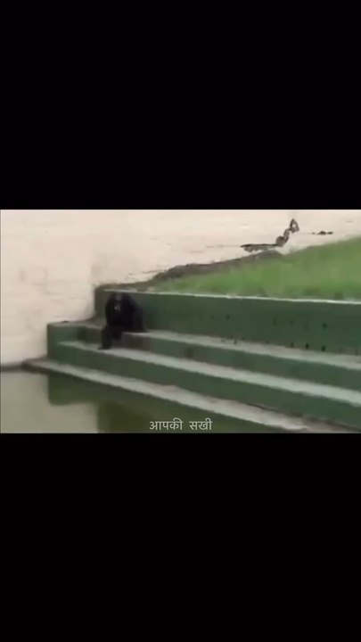 Monkey smoking