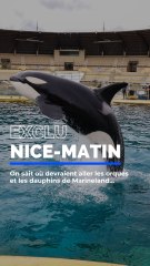 EXCLU NICE-MATIN - On sait où devraient être transférés les orques et les dauphins de Marineland