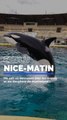 EXCLU NICE-MATIN - On sait où devraient être transférés les orques et les dauphins de Marineland