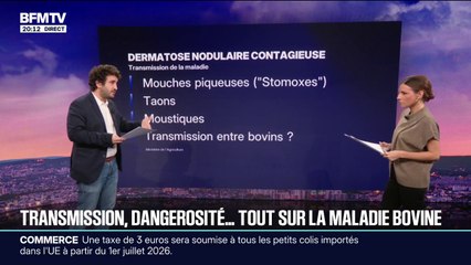 Dermatose nodulaire contagieuse: comment se transmet la maladie et quelles sont les séquelles pour les animaux?