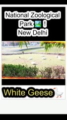 🦆Perfect glimpse of nature’s quiet beauty in every frame. 💫   #WhiteGeese #NatureLovers