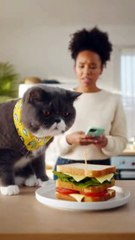 The hilarious perils of living with a perpetually "hangry" cat