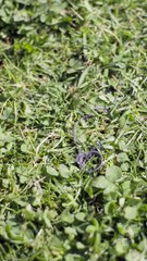 Yo Soy El Que Manda ES #ReelShort