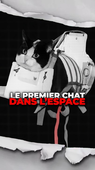 Le premier chat dans l'espace
