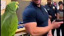 American parrot speaking English! Funny talking parrot