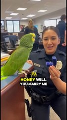 American parrot speaking English! Funny talking parrot