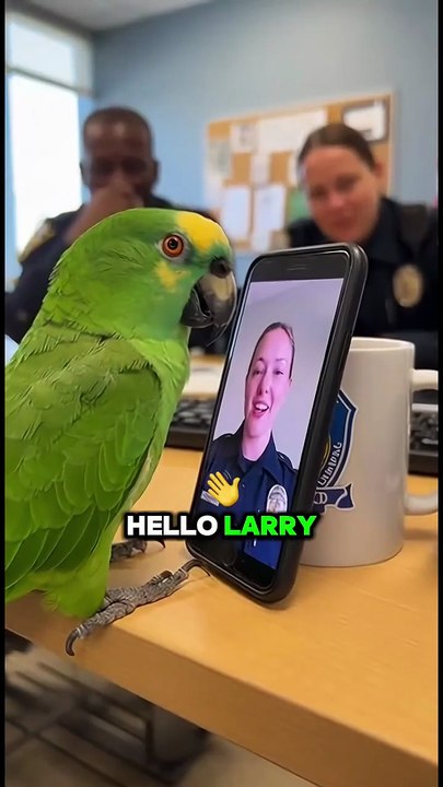 American parrot speaking English! Funny talking parrot