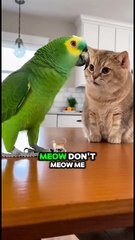 American parrot speaking English! Funny talking parrot