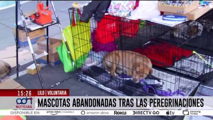 Mascotas abandonadas después de las peregrinaciones, ¿quién las ayuda?