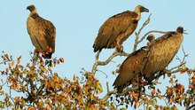 SAVANNA WILDLIFE