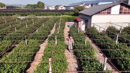 Counterfeit matcha a concern for Japanese growers struggling with global demand