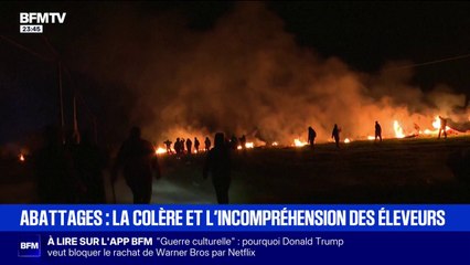 Abattages de troupeaux lors de cas de dermatose bovine: la colère et l'incompréhension des éleveurs