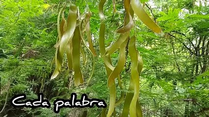 Novia Cumbianchera cada palabra canta Giselle Romina Castillo Vargas