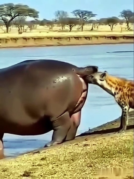 Animal clip