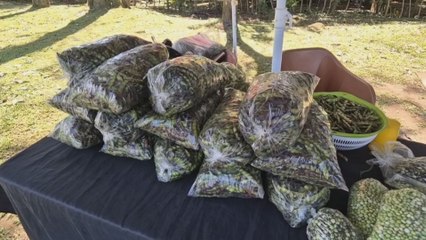 El guandú baja de precio en Chiriquí tras inicio de las cosechas