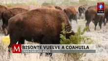 El bisonte americano vuelve a Coahuila tras 200 años | Milenio Hábitat