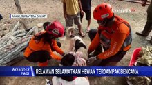 Animal Rescue Beraksi di Agam! Potret Relawan Selamatkan Hewan Terdampak Bencana