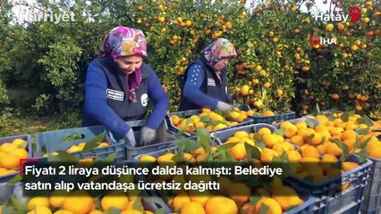 Fiyatı 2 liraya düşünce dalda kalmıştı: Belediye satın alıp vatandaşa ücretsiz dağıttı