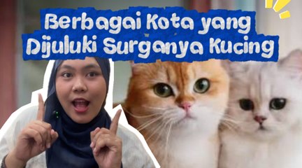 Kota yang Dijuluki Surganya Kucing-Serius Ini Hewan?