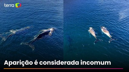 Três baleias-jubarte surpreendem pescadores ao aparecerem coladas à costa de Arraial do Cabo