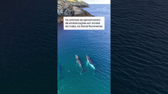 Três baleias-jubarte surpreendem pescadores ao aparecerem perto da costa de Arraial do Cabo #shorts