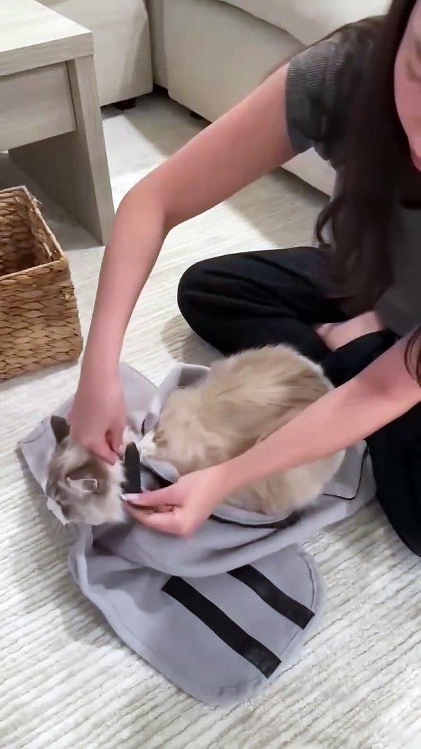 ⁣Cat grooming wrap #cat #bestpetsupplies