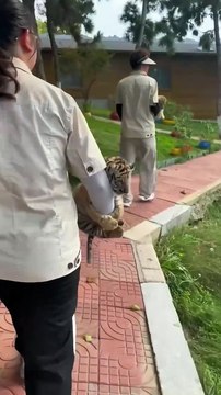 feline cubs. #funny.