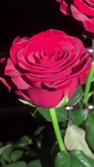 Rose flowers status l red rose flowers l Rose songs