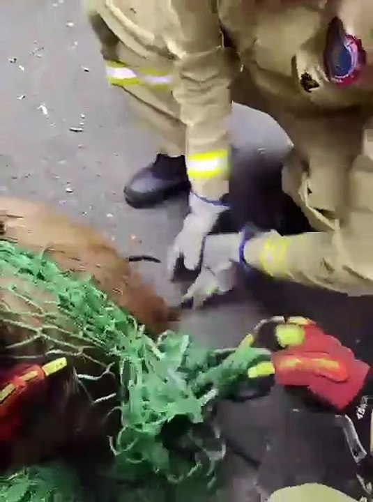 Captura de capivara no centro de Curitiba