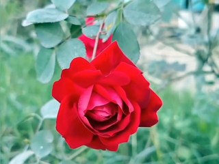 Red rose flowers status l rose flowers video