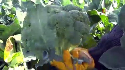 Fahiş fiyat makası açıldı! Üreticiden 15 TL’ye çıkan brokoli pazarda nasıl 50 TL oldu?