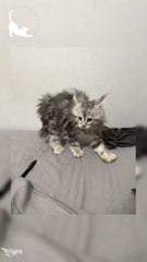 CRAB mode activated ! 🦀