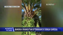 Tim SAR Temukan Bangkai Orangutan di Tumpukan Kayu Pasca banjir | KOMPAS PETANG