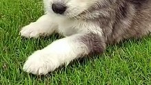 Beautiful Siberian Husky Puppy
