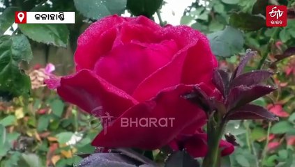 କଳାହାଣ୍ଡିରେ ପ୍ରଥମ ତୁଷାରପାତ,  ଥରୁଛି ସମଗ୍ର ଜିଲ୍ଲା