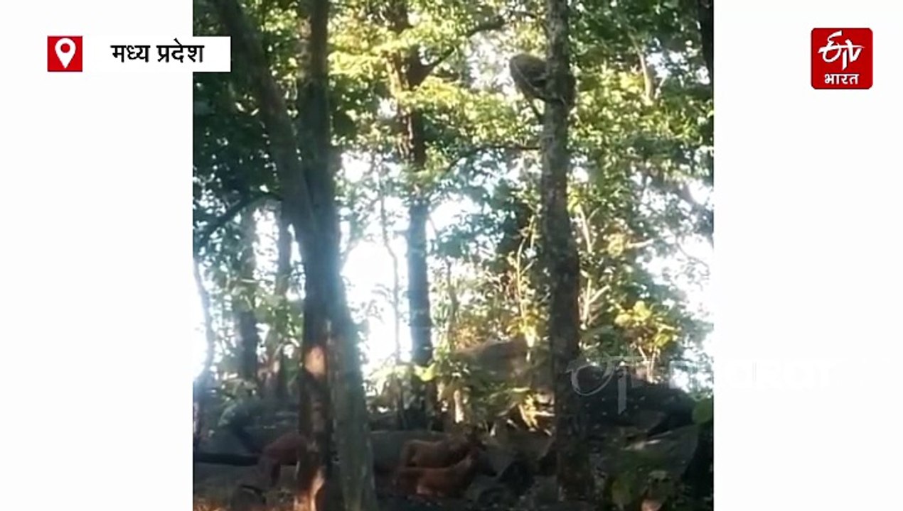 पेड़ पर लटका तेंदुआ, नीचे घात लगाए बैठे तीन सियार, पेंच टाइगर रिजर्व में रोमांचक नजारा