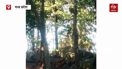 पेड़ पर लटका तेंदुआ, नीचे घात लगाए बैठे तीन सियार, पेंच टाइगर रिजर्व में रोमांचक नजारा