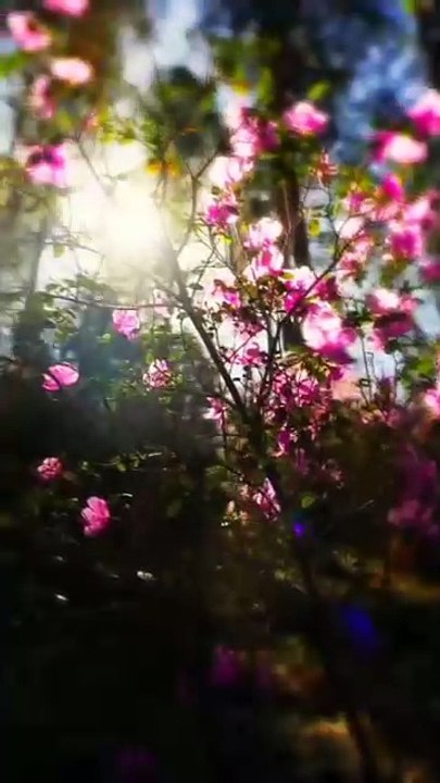 VID-202good morning 🌅🌄☀️🌄