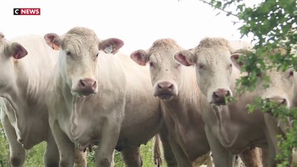 Agriculture : la réalité du cheptel français