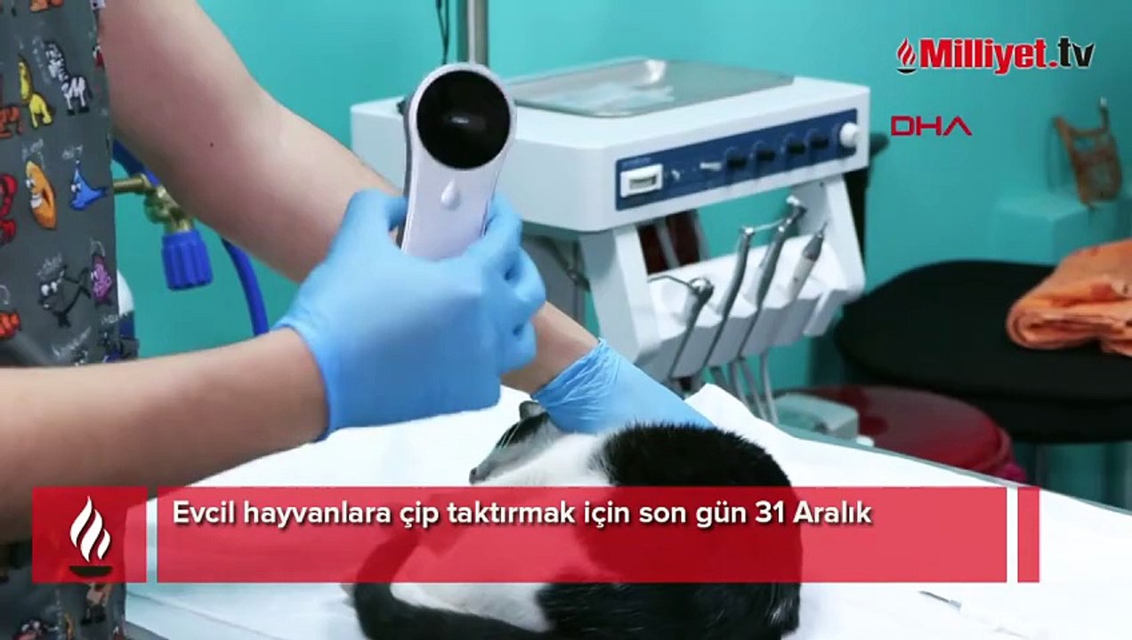 Evcil hayvan sahipleri dikkat! Çip için son tarihi kaçıranları para cezası bekliyor