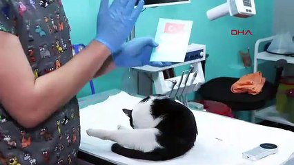 Evcil hayvanlar için çip uyarısı