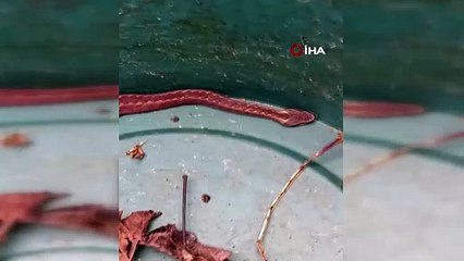 Karadeniz’in ayılarından sonra yılanları da kış uykusuna yatmadı