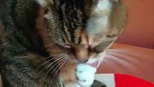 Good Morning! Preparing for the weekend - cat style! #cat #funnycats #cutecats #shorts #viralcats #goodmorning #fyp