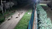 Branco di lupi si avvicaina ad un'abitazione a Fossacesia, in provincia di Chieti, e punta il cane da guardia: la scena ripresa dalle telecamere