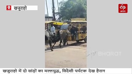 खजुराहो में बीच चौराहे पर दो बाहुबलियों के बीच मल्लयुद्ध देख विदेशी पर्यटक हैरान