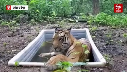 छोटा उदेपुर के जंगली इलाके में बाघ, फॉरेस्ट एरिया में मिले टाइगर के पैरों के निशान