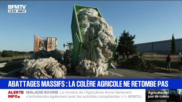 Dermatose bovine: les agriculteurs mettent fin au blocage à Saint-Martin-de-Crau et déversent des bennes sur l'autoroute