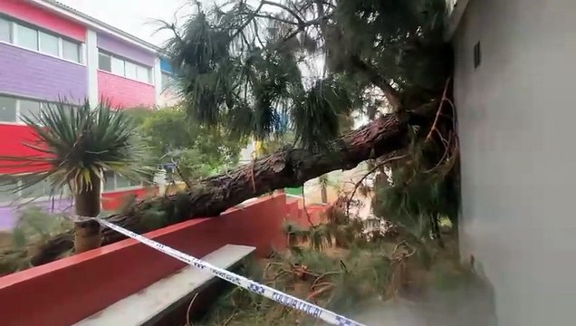 Las fuertes rachas de viento arrancan de raíz árboles en Tenerife