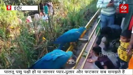 इंदौर जू में सारा, मेघा, सियारा जैसे नाम पुकारते ही आपके कंधे पर सवार होंगे रंग-बिरंगे तोते