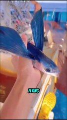 This Fish Doesn’t Have Wings But Still Fly